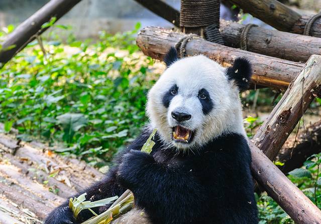13 Facts About Giant Pandas