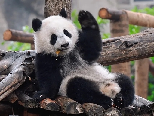 Giant Panda Zoos in Asia