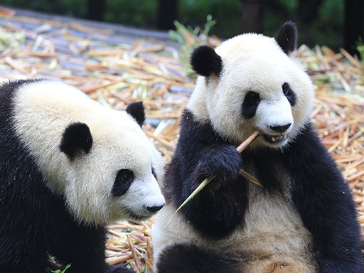 Giant Panda Zoos in the USA