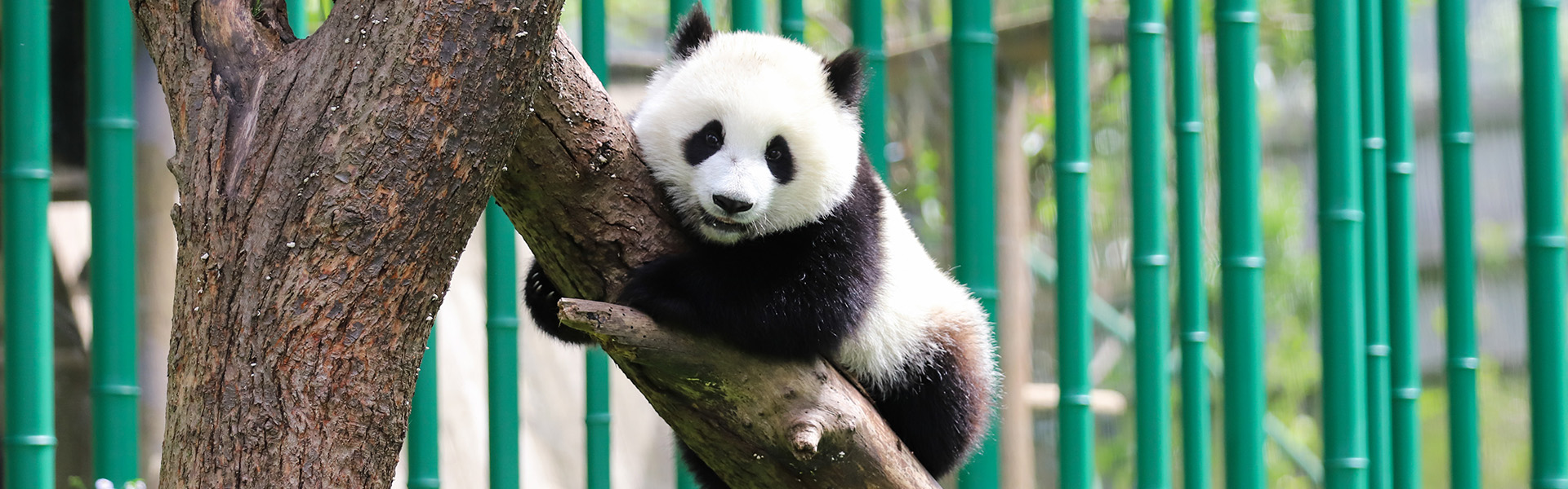 Chengdu
