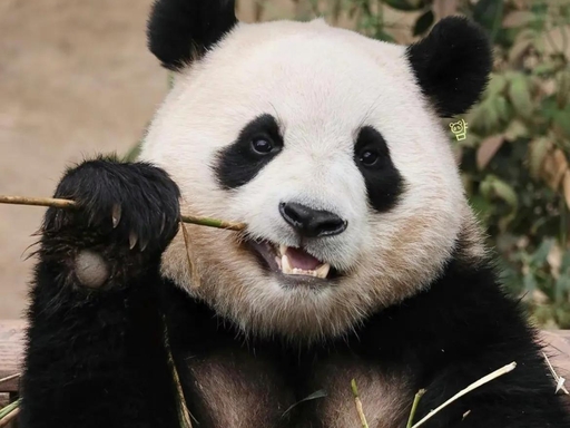 6 Days Chengdu to Jiuzhaigou Tour