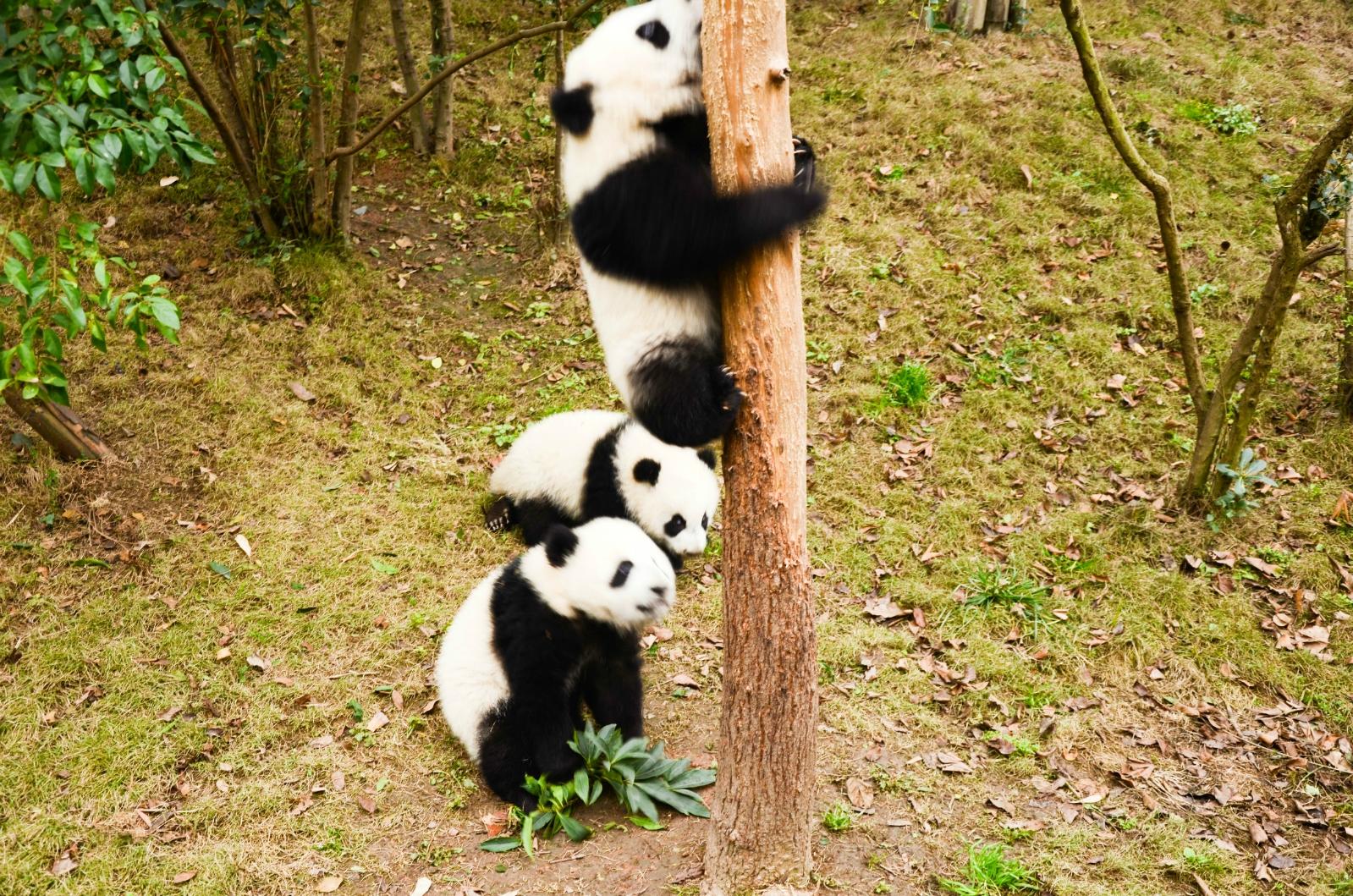 8 Days Highlight Sichuan Tour