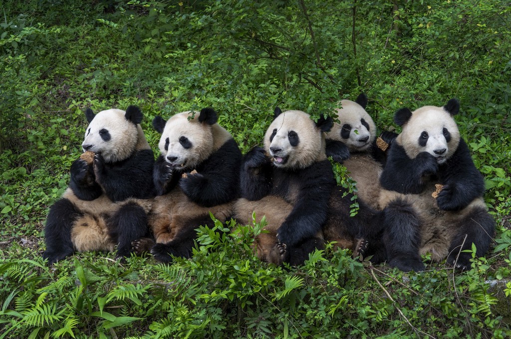 11 Days Beijing-Xi'an-Chengdu-Shanghai Group Tour